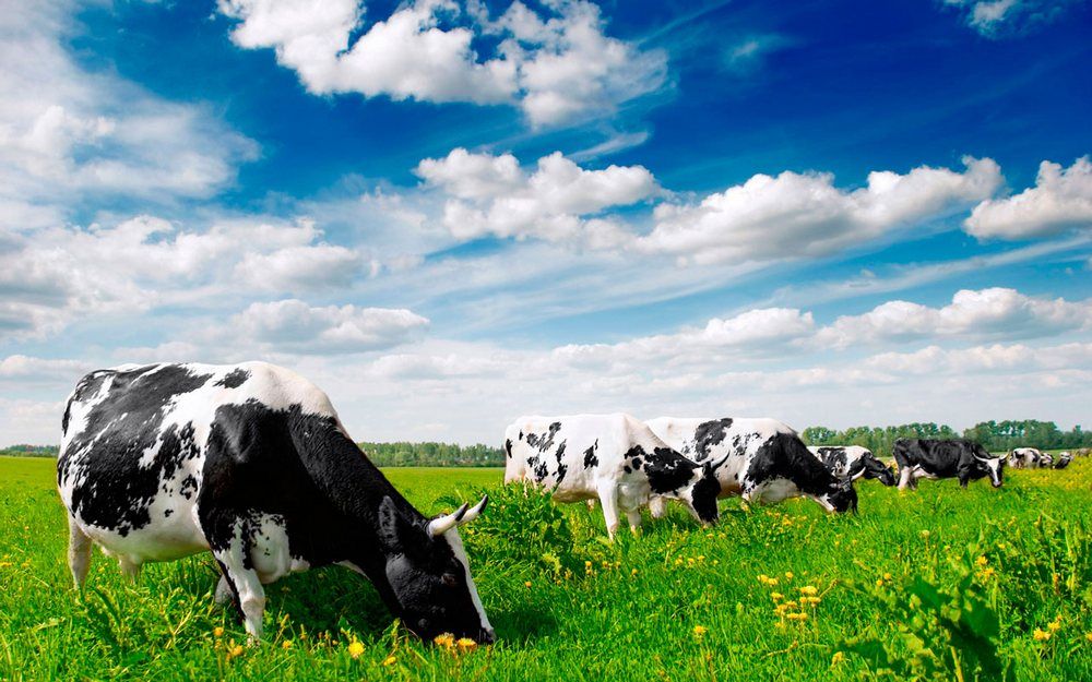 Итоги областного соревнования среди животноводов за первый квартал и март 2018г.