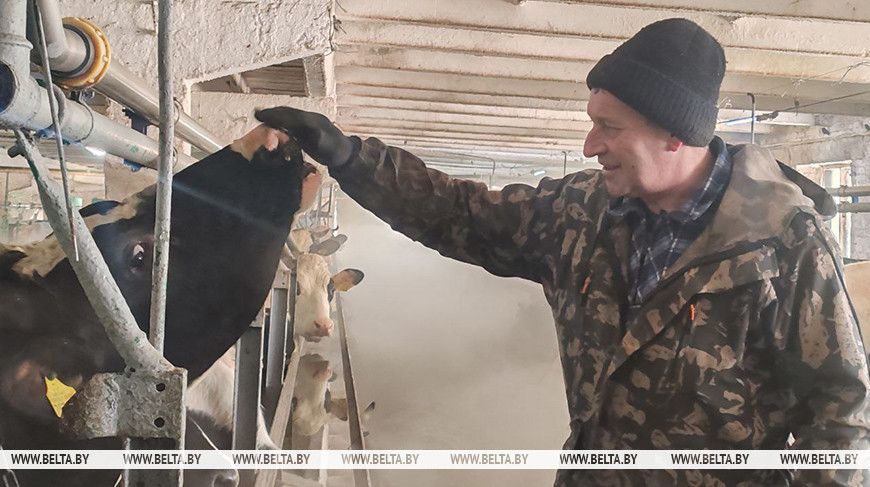 Как предприятия АПК Лиозненского района работают в холода. Профсоюз провел мониторинг