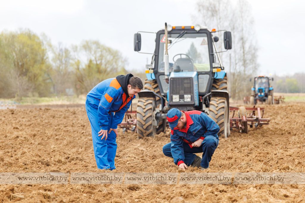 Свой вклад в будущий урожай Придвинья вносят учащиеся Витебского аграрно-технического колледжа из агрогородка Октябрьская